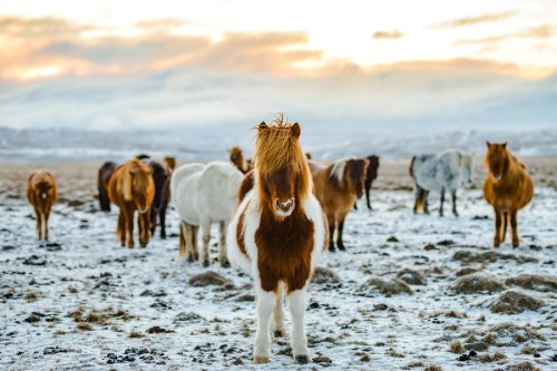 Horses standing in a snow-covered field