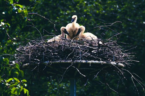 A Stork’s nest