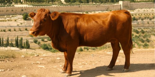 AI generated image of a red heifer overlooking Jerusalem