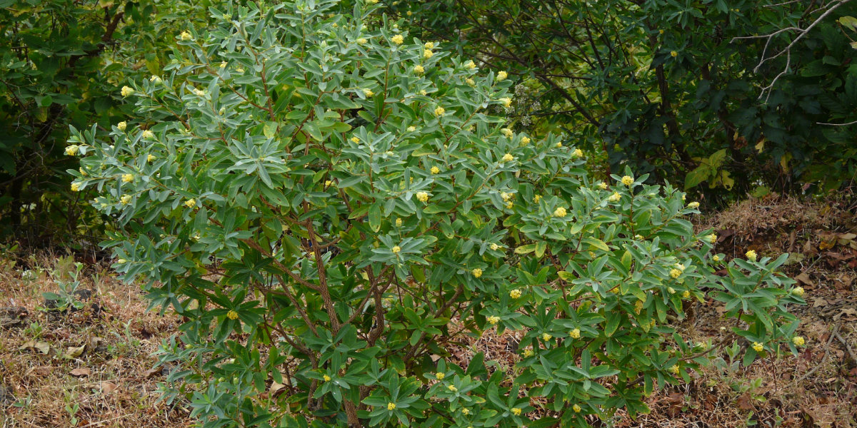 Balbus Tree Balsam – OpentheWord.org